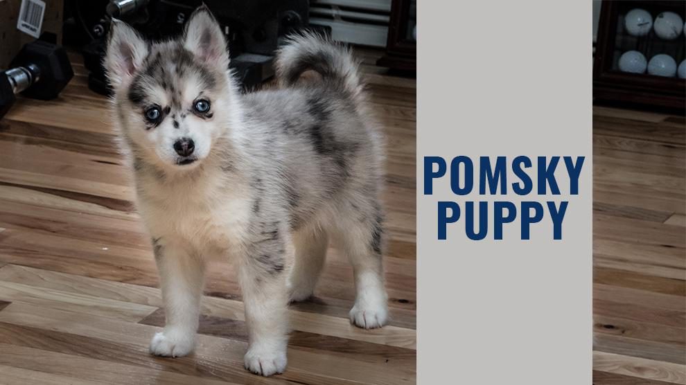 pomeranian husky dog