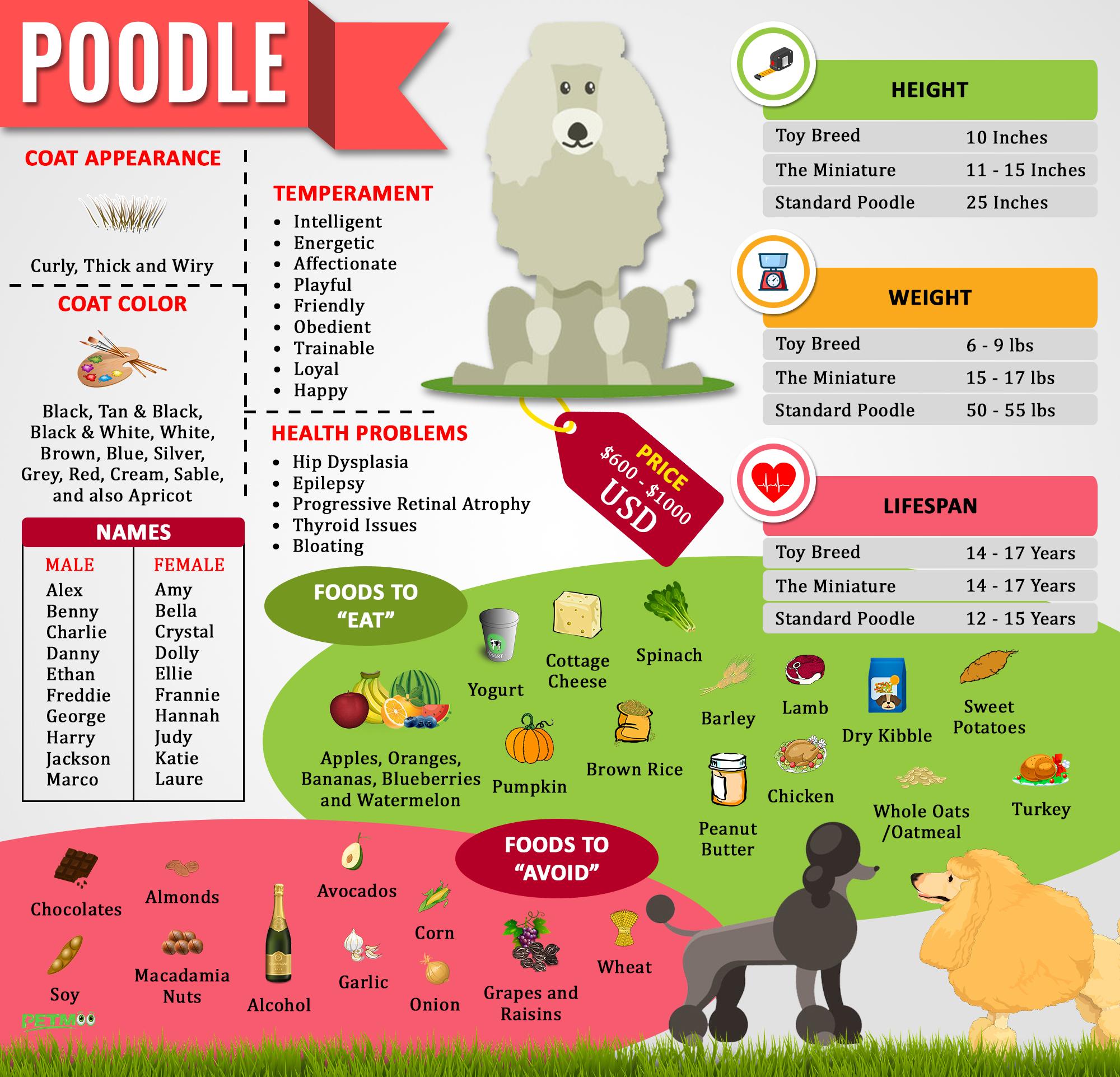 Poodle Infographic