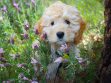 Poodle Mix