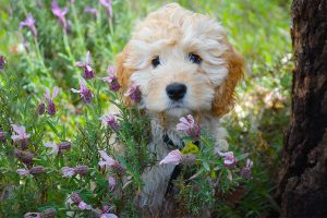 Poodle Mix