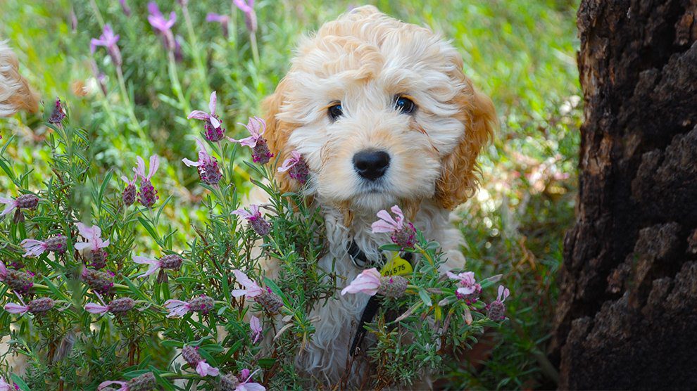 foxhound poodle mix