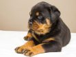 Rottweiler Puppies