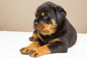 Rottweiler Puppies