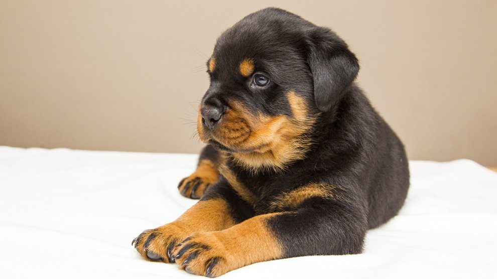 Rottweiler Puppies Facts On The Dangerous Soft Hearted Petmoo