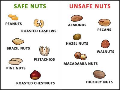 Safe And Unsafe Nuts For Dogs