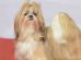 Shih Tzu Puppies