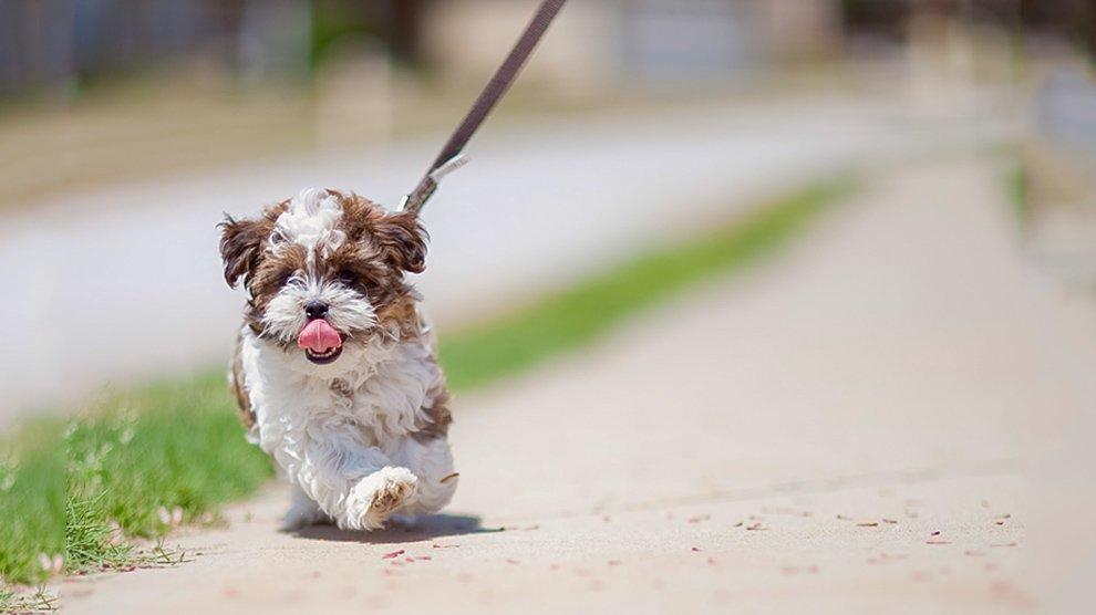 shorkie dog breed