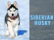 Siberian Husky