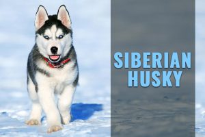 Siberian Husky