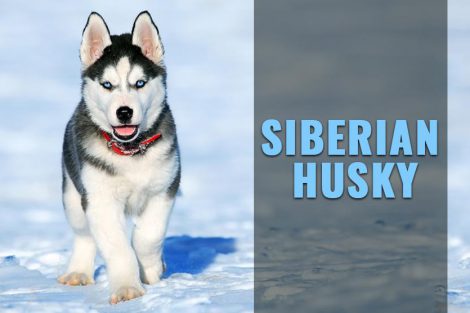 Siberian Husky