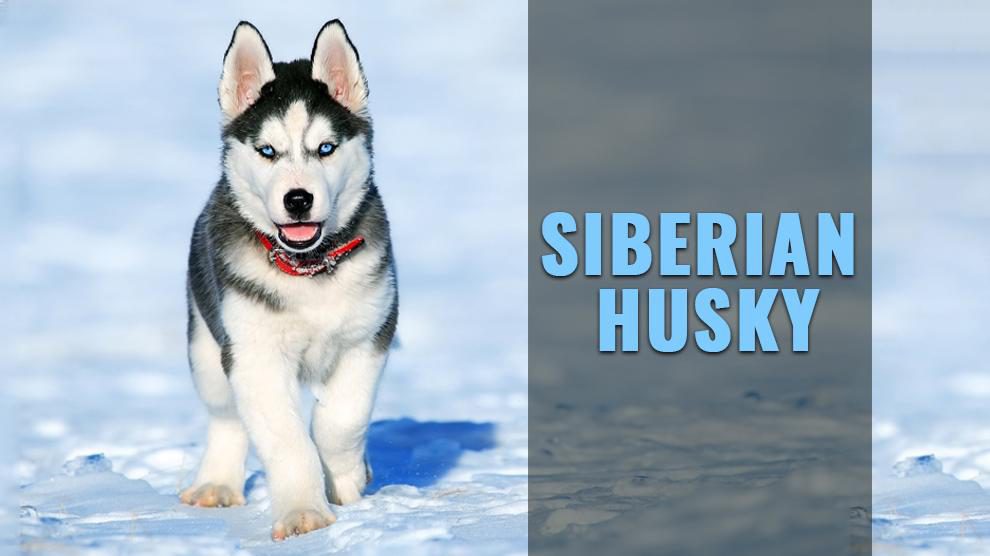 Siberian Husky