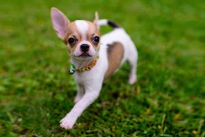 Teacup Chihuahua