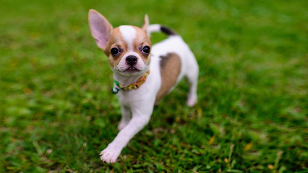 teacup chihuahua size