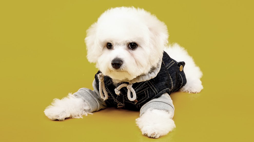 cutest teacup breeds