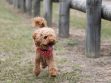 Toy Poodle