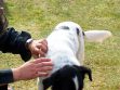Home Remedies For Dog Fleas