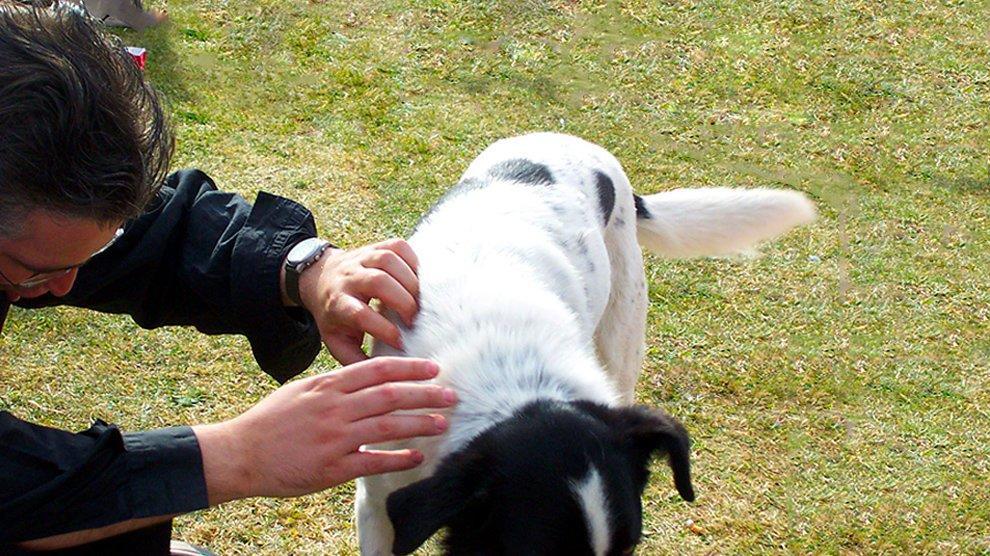 9 Effective Home Remedies For Dog Fleas Petmoo