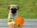 Foods Dogs Can Eat