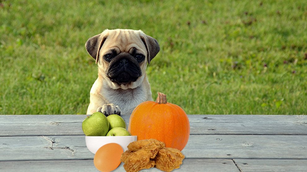 Dog Food Archives Petmoo