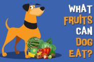 What Fruits Can Dogs Eat