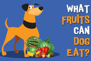 What Fruits Can Dogs Eat