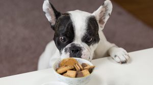 What Can Dogs Eat For Breakfast?