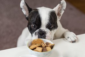 What Can Dogs Eat For Breakfast?