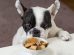 What Can Dogs Eat For Breakfast?