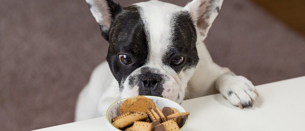 What Can Dogs Eat For Breakfast?