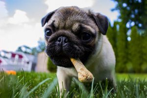 Can Dogs Eat Bones?