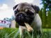 Can Dogs Eat Bones?