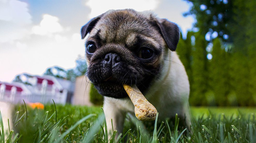 Can Dogs Eat Bones?