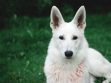 White German Shepherd
