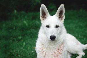 White German Shepherd