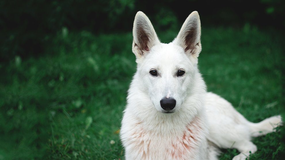 White German Shepherd