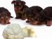 Can Dogs Eat Cauliflower?