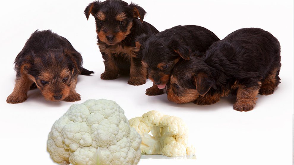 Can Dogs Eat Cauliflower?