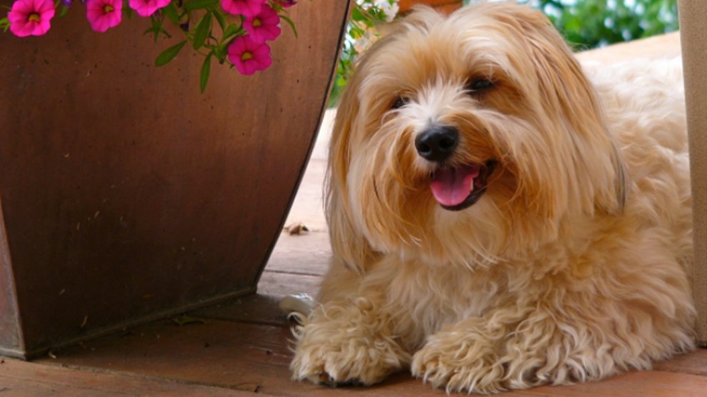 chocolate cockapoo breeders