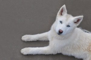 Alaskan Husky