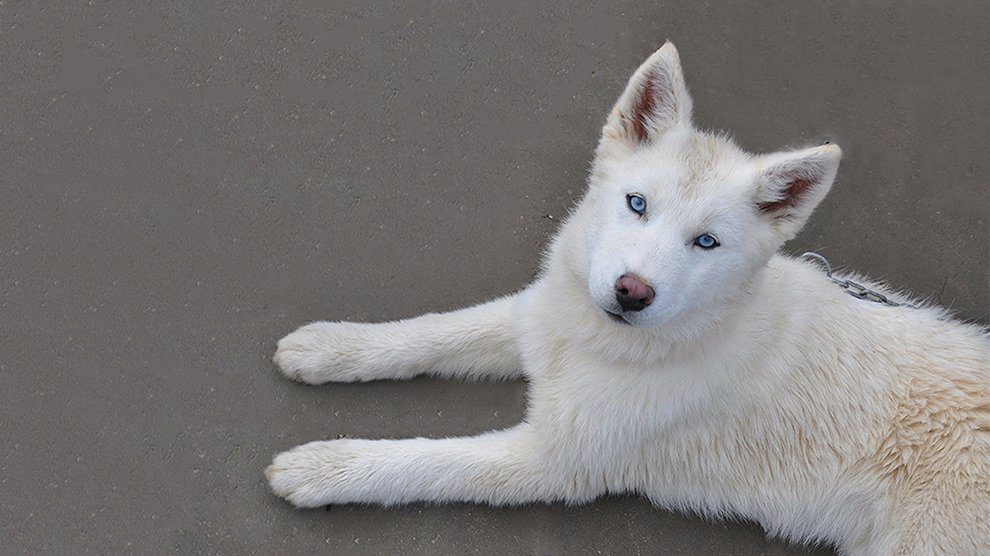 what does a alaskan husky look like