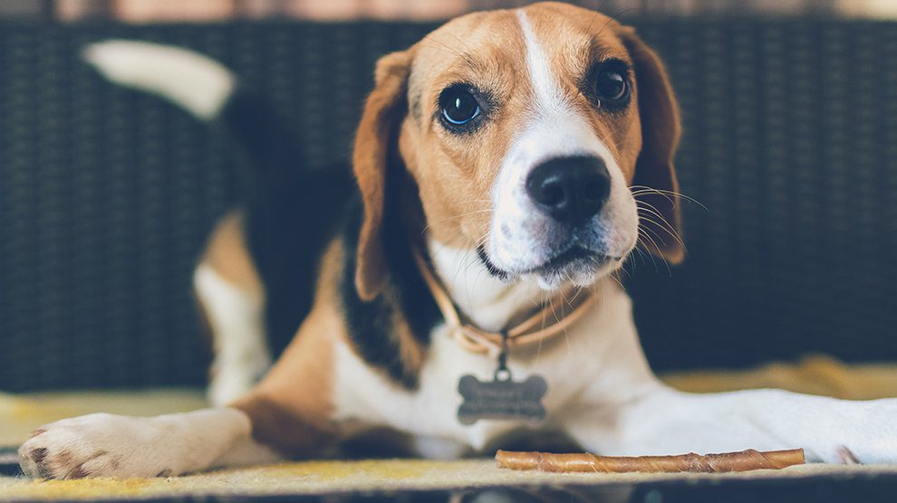 American Foxhound