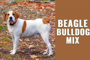 Beagle Bulldog Mix