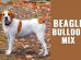Beagle Bulldog Mix