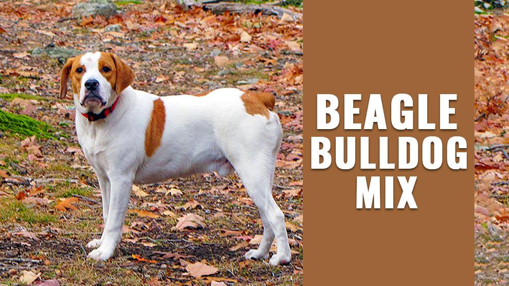 Behandling Panter dobbelt Beabull - Breed Information About The Beagle Bulldog Mix - Petmoo