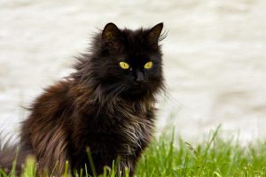 Black Cat Breeds