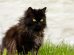 Black Cat Breeds