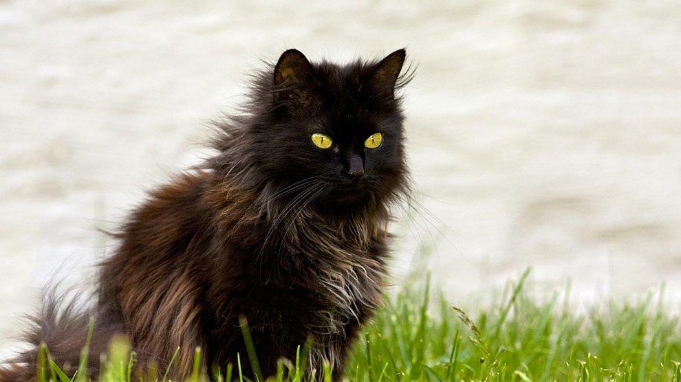 large black cat with long tail