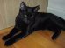 Bombay Cats
