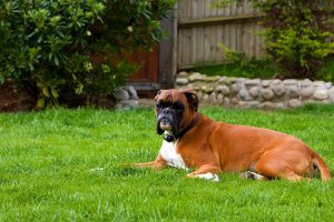 Boxer Puppies