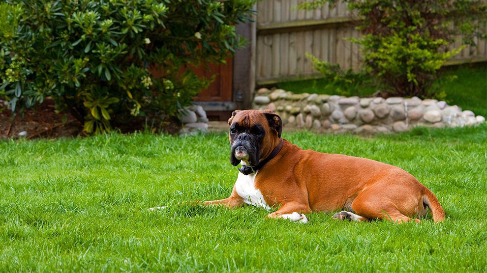 are boxer dogs difficult to train